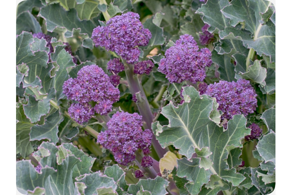Organic Broccoli - Early Purple