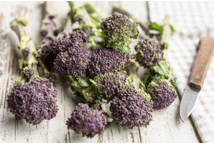 BIO - Broccoli - Early Purple