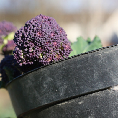 Organic Broccoli - Early Purple