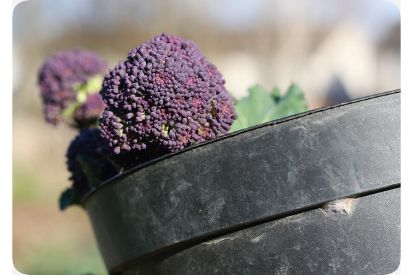 Organic Broccoli - Early Purple