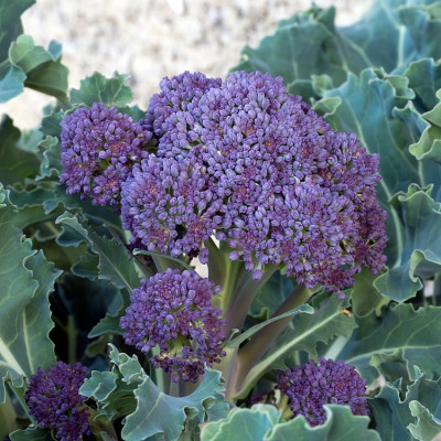 Organic Broccoli - Early Purple