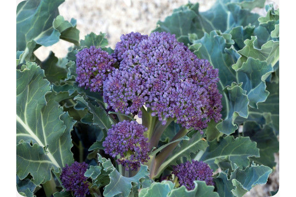Organic Broccoli - Early Purple