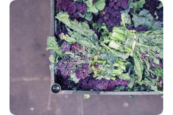 Organic Broccoli - Early Purple