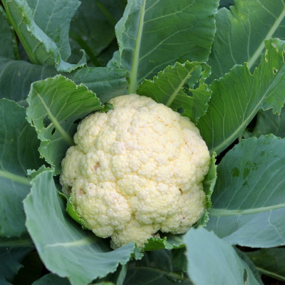 Organic - Cauliflower - Snowball