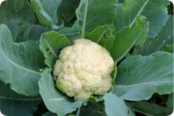 Organic - Cauliflower - Snowball