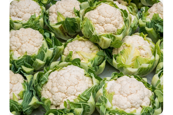 Organic - Cauliflower - Snowball