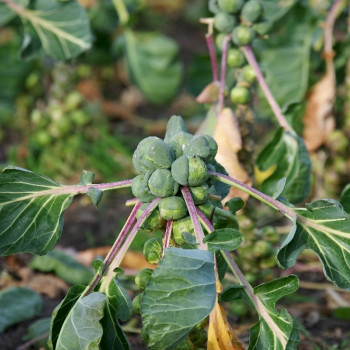 Organic Brussels sprouts - Groningen