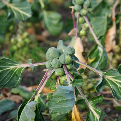 Organic Brussels sprouts - Groningen