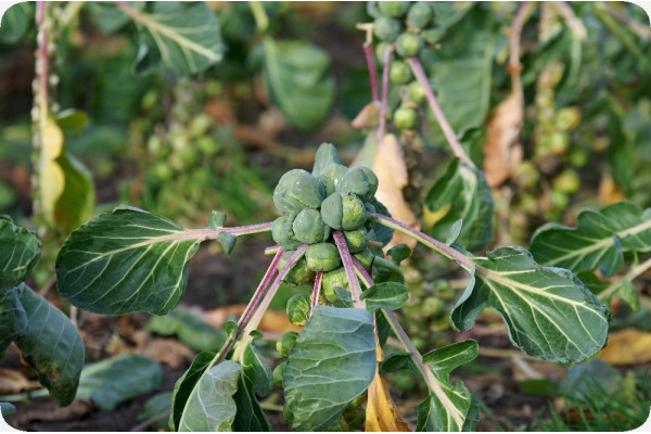 Organic Brussels sprouts - Groningen