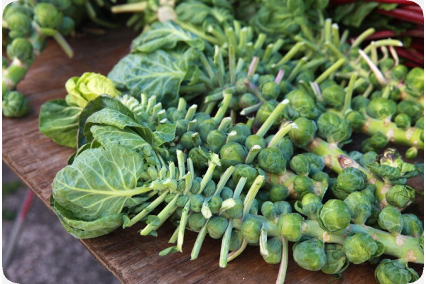 Organic Brussels sprouts - Groningen