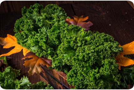 BIO - Grünkohl - Westland Winter