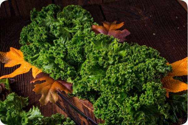 Organic kale - Westland Winter