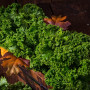 Organic kale - Westland Winter