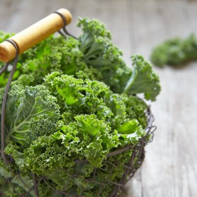 Organic kale - Westland Winter