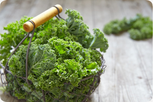 Organic kale - Westland Winter