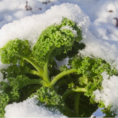Organic kale - Westland Winter
