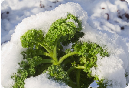 ORGANIC - Kale - Westland Winter