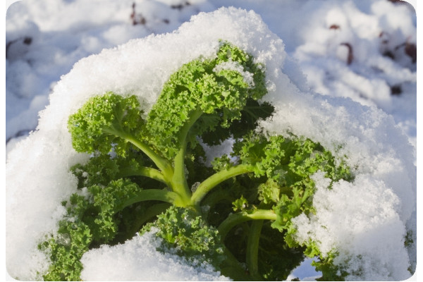 Organic kale - Westland Winter