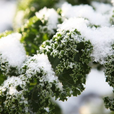 Organic kale - Westland Winter