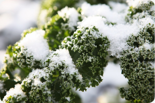 Organic kale - Westland Winter
