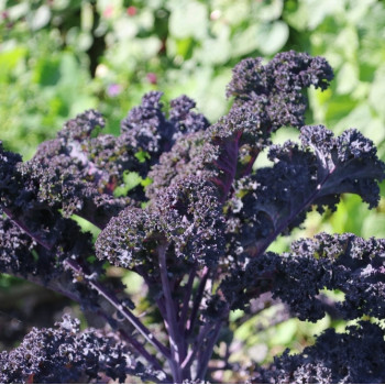 Organic - Kale - Red Curly