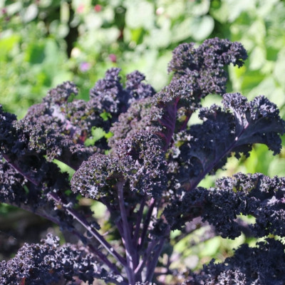 Organic - Kale - Red Curly
