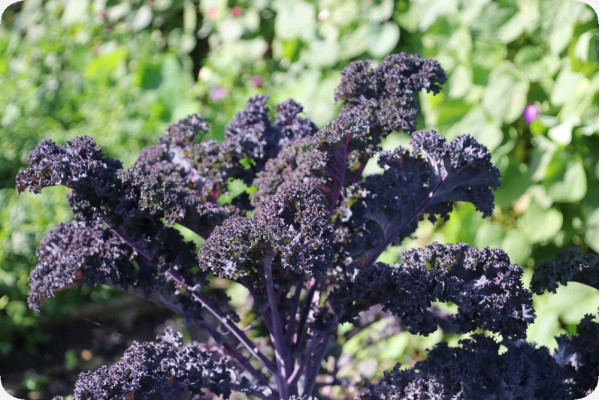 Organic - Kale - Red Curly
