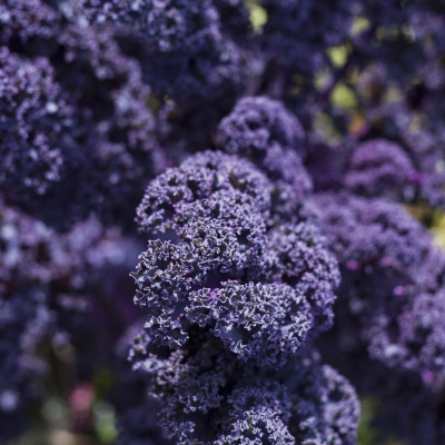 Organic - Kale - Red Curly
