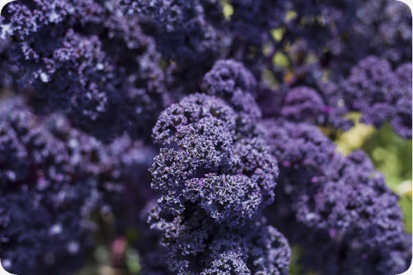 Organic - Kale - Red Curly