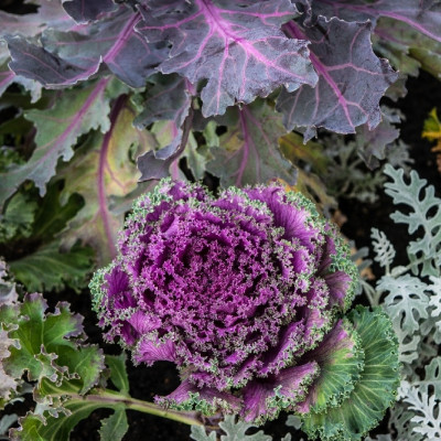 Organic - Kale - Red Curly