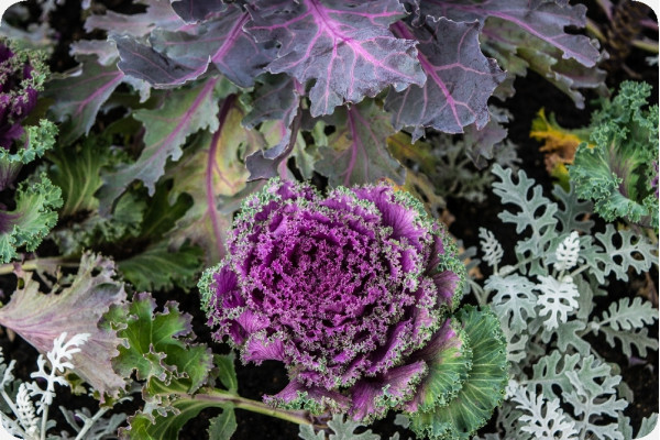 Organic - Kale - Red Curly