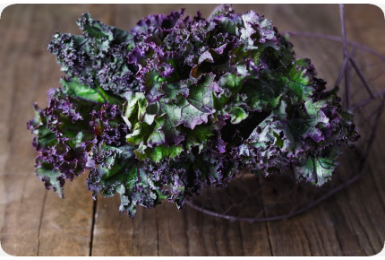 BIO - Grünkohl - Roter Krauser