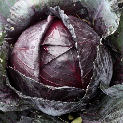 Organic - Red Cabbage - Red Drumhead