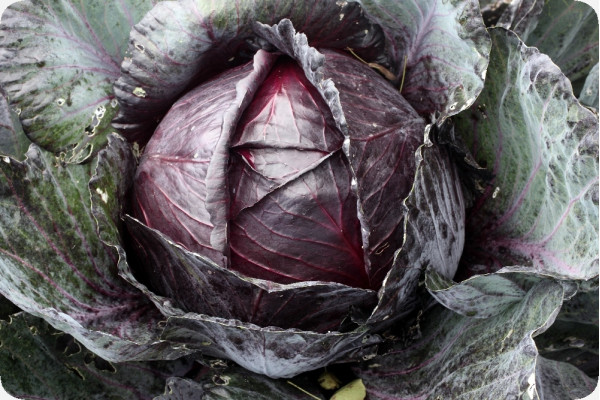 Organic - Red Cabbage - Red Drumhead