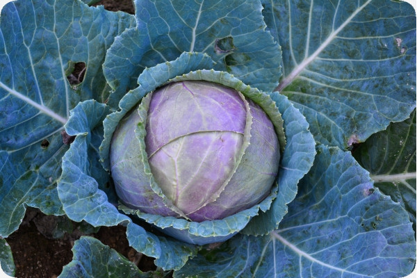 Organic - Red Cabbage - Red Drumhead