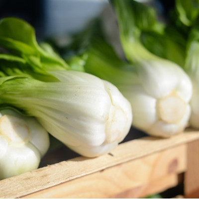BIO - Chinesischer Senfkohl - Pak Choi