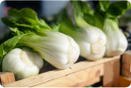 BIO - Chinesischer Senfkohl - Pak Choi