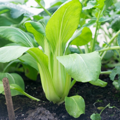 BIO - Chinesischer Senfkohl - Pak Choi