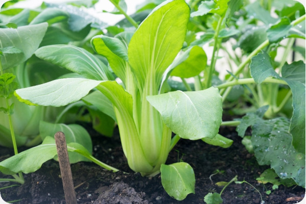 BIO - Chinesischer Senfkohl - Pak Choi
