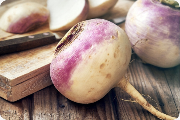 BIO - Kohlrabi - Milan Purple