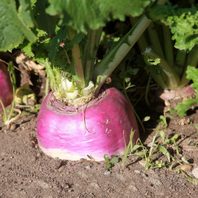 BIO - Kohlrabi - Milan Purple
