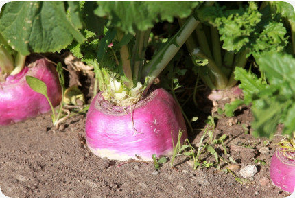 BIO - Kohlrabi - Milan Purple