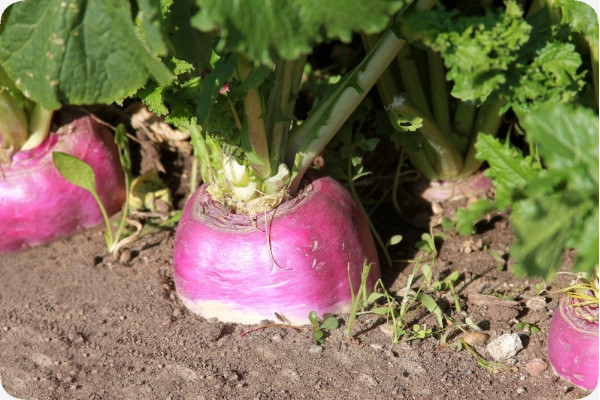 BIO - Kohlrabi - Milan Purple
