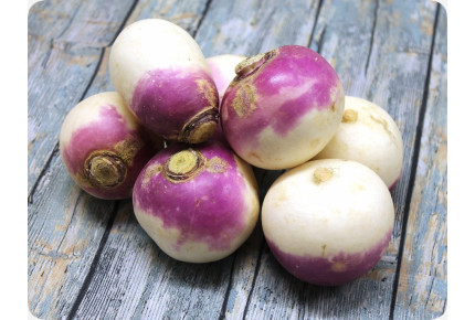 BIO - Kohlrabi - Milan Purple