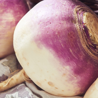 BIO - Kohlrabi - Milan Purple