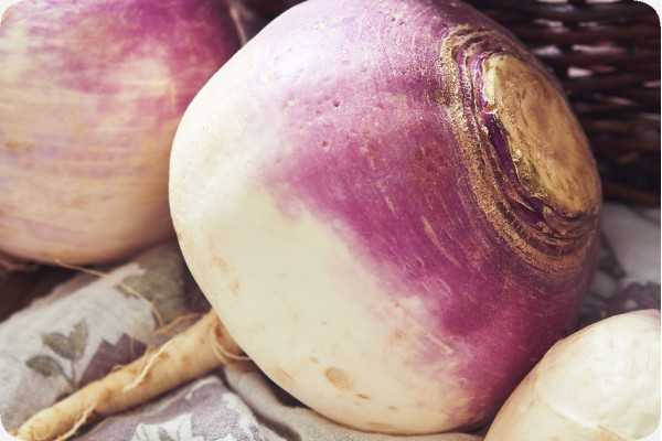 BIO - Kohlrabi - Milan Purple