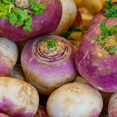 BIO - Kohlrabi - Milan Purple