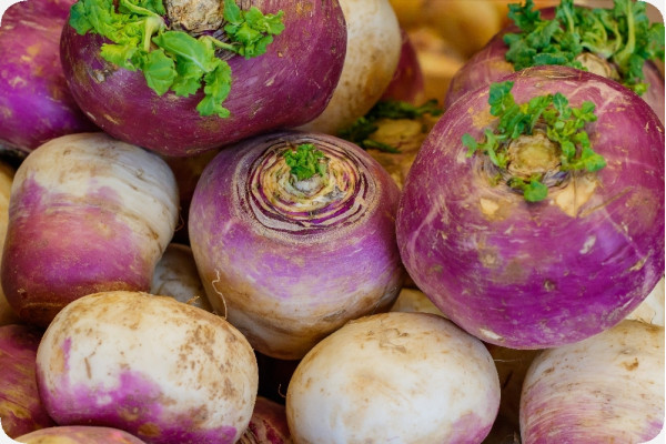 BIO - Kohlrabi - Milan Purple
