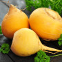 Organic - Beet - Goldana