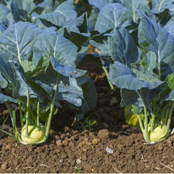 Organic Kohlrabi - Supermelt